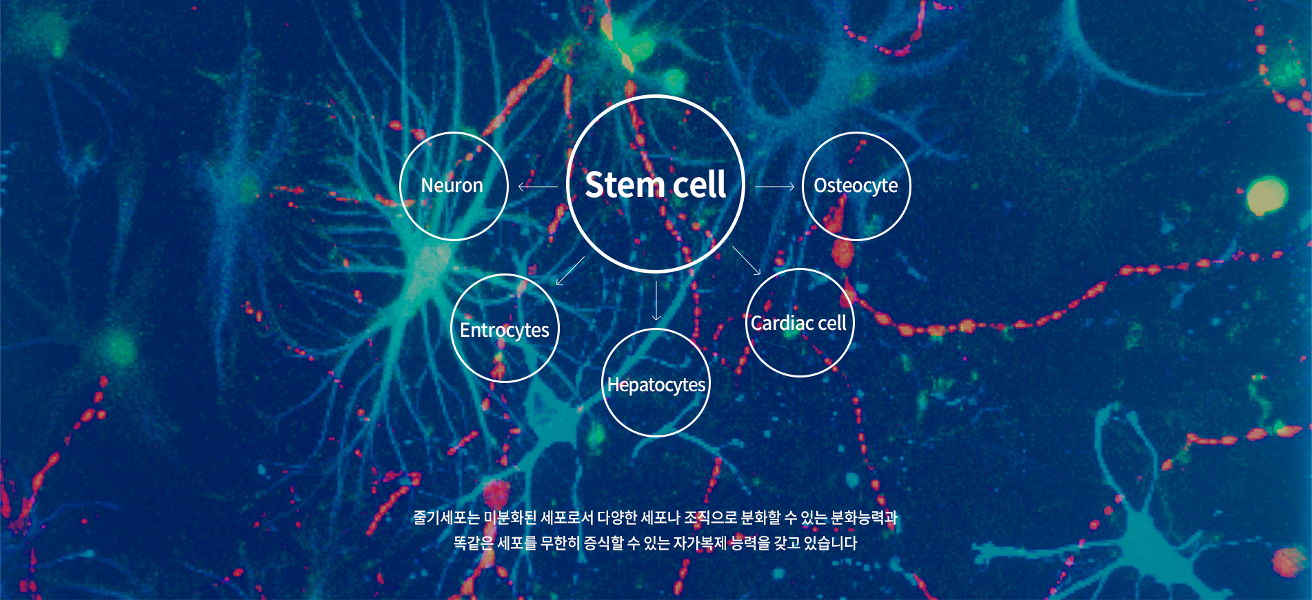STEM CELL