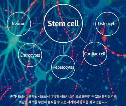STEM CELL